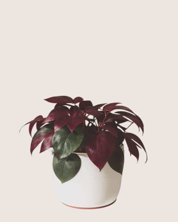 shop53-nature-4-1 Product Image